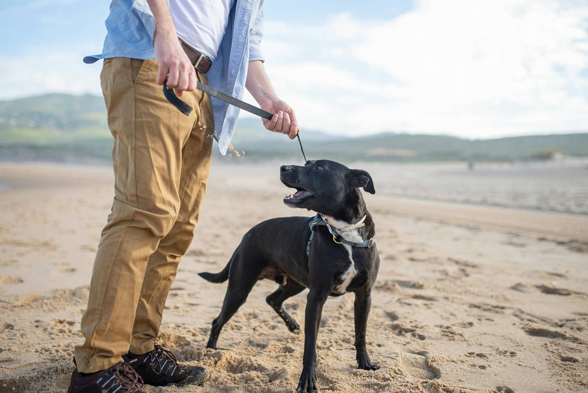 szkolenie i trening staffordshire bull terrier (staffik) z właścicielem na plaży, pies jest zapięty na smycz.